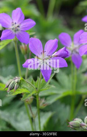 Géraniums. Géranium sylvaticum 'Mayflower', bec de crane en bois, géranium robuste à floraison précoce portant des masses de fleurs violettes au printemps. ROYAUME-UNI Banque D'Images
