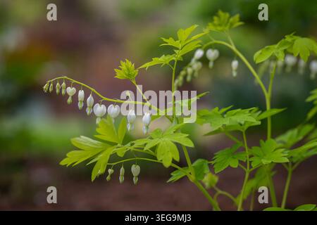 Élégant blanc Lamprocapnos spectabilis « White Gold » fleurs de coeur saignantes se courbant délicatement au-dessus du feuillage vert frais dans un jardin de printemps tranquille. Banque D'Images