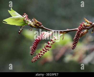 Chatons de l'Aspen chinois, Populus adenopoda, Salicaceae. Chine du Sud et centrale, Asie. Banque D'Images