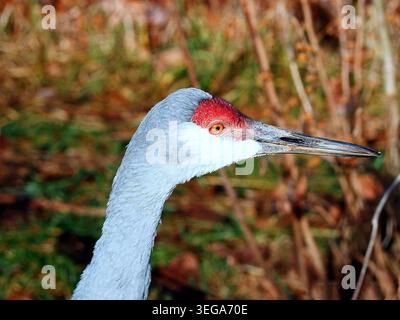 Une vue rapprochée de profil d'une grue de sable (Antigone canadensis) montrant sa couronne rouge vif distincte, ses yeux orange frappants et son long bec pointu. Banque D'Images