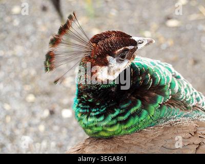 Une photo de profil macro d'une perle indienne également connue sous le nom de peahen. Banque D'Images