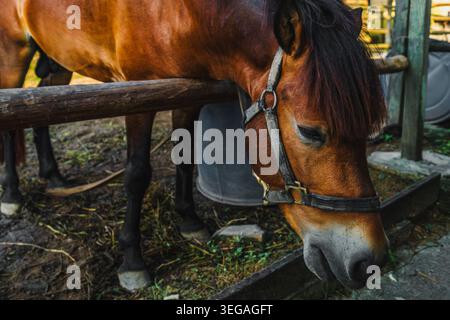 Un cheval de baie portant un licker en cuir foncé, debout dans un enclos extérieur dans un ranch. Le cheval est derrière une barrière rustique en bois. Banque D'Images