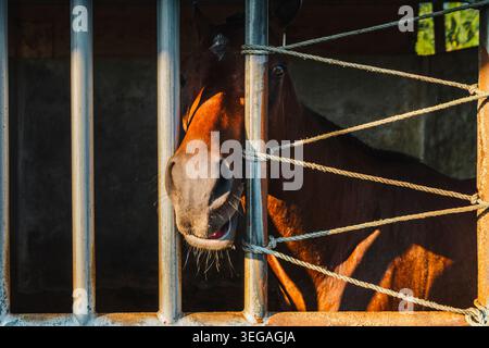 Un gros plan d'un cheval brun Sumba montrant une expression drôle surprise ou choquée avec une bouche ouverte et des yeux larges. Banque D'Images