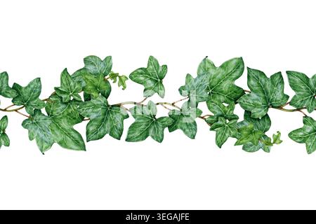 Clipart de bordure sans couture de plante de lierre avec des feuilles vertes et des vignes isolées sur blanc. Élément d'illustration florale d'aquarelle dessinée à la main pour mariage Banque D'Images