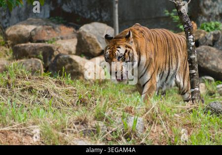 Un tigre du Bengale adulte (Panthera tigris tigris) marchant en toute confiance sur une pente herbeuse au milieu d'un terrain rocheux. Banque D'Images