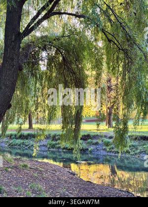 Golden Hour Willow Trees ensoleillés brossant l'eau et reflétant le long d'un ruisseau paisible qui se déplace lentement Banque D'Images