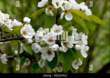 Fleurs de poire blanc avec des feuilles vertes se balançant dans le vent le jour ensoleillé du printemps. Pyrus communis en fleurs. Belle branche d'arbre fruitier fleurissant dedans Banque D'Images