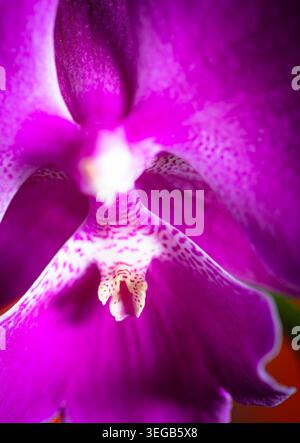 Gros plan extrême d'une orchidée violette brillante montrant le centre complexe et les motifs délicats tachetés sur les pétales avec une mise au point sélective. Idéal pour na Banque D'Images