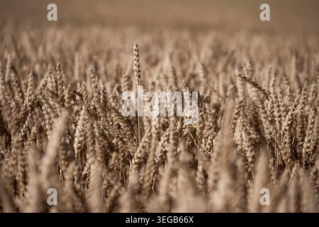 De longues tiges de blé sont hautes et dorées dans un vaste champ. Le soleil brille et le grain est prêt pour la récolte. Le paysage s'étend sans fin sous un ciel dégagé. Banque D'Images