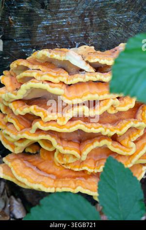 Poulet des bois - polypore de soufre poussant sur un arbre dans les bois. Photo de haute qualité Banque D'Images