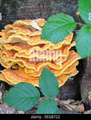 Poulet des bois - polypore de soufre poussant sur un arbre dans les bois. Photo de haute qualité Banque D'Images