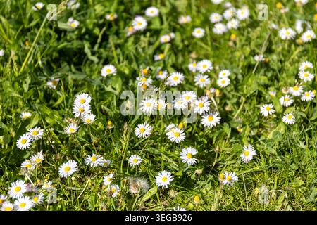 Marguerites blanches. Fleurs de camomille fleurissant dans l'herbe sur fond défocalisé. Agréable scène naturelle de prairie d'été Banque D'Images