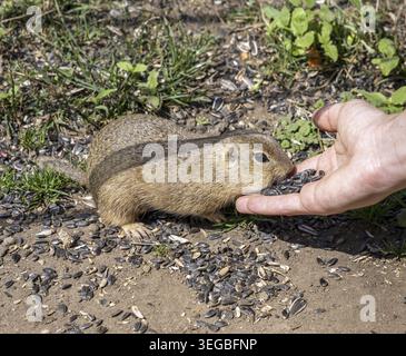 Écureuil terrestre européen (Spermophilus citellus) mangeant des graines de tournesol à la main. Parc national de Muranska planina. Slovaquie Banque D'Images