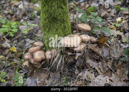 Armillaria mellea, communément appelé champignon du miel dans la forêt Banque D'Images