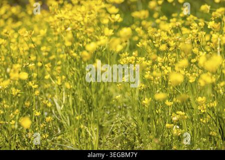 Champ avec des fleurs sauvages en forme de papillon jaune vif debout haut dans l'herbe verte et créant un printemps joyeux, lumineux et toile de fond d'été sous des s naturels Banque D'Images