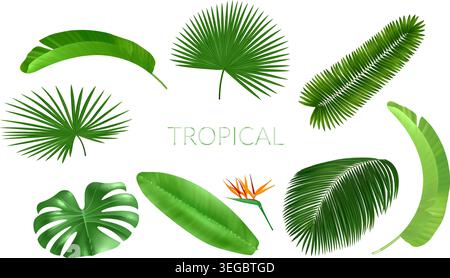 Feuilles tropicales réalistes. Les frondes de palmier. Monstera ou cocotiers. Paysage d'été hawaïen. Nature de la jungle. Arbre de la forêt tropicale. Vecteur botanique isolé Illustration de Vecteur
