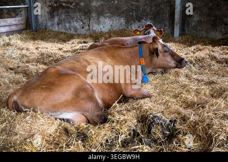 deux vaches brunes gestantes gestent en paille attendant d'accoucher dans une ferme néerlandaise Banque D'Images