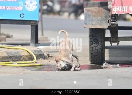 Prayagraj, Uttar Pradesh, Inde. 19 mai 2026. Prayagraj : un chien errant essaie de se rafraîchir à partir d’un robinet ouvert d’un camion-citerne par une chaude journée d’été, à Prayagraj le mardi 19 mai 2026. (Crédit image : © Prabhat Kumar Verma/ZUMA Press Wire) USAGE ÉDITORIAL SEULEMENT ! Non destiné à UN USAGE commercial ! Banque D'Images