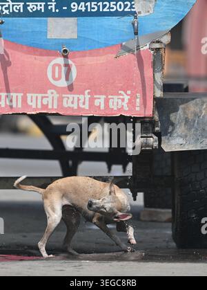 Prayagraj, Uttar Pradesh, Inde. 19 mai 2026. Prayagraj : un chien errant essaie de se rafraîchir à partir d’un robinet ouvert d’un camion-citerne par une chaude journée d’été, à Prayagraj le mardi 19 mai 2026. (Crédit image : © Prabhat Kumar Verma/ZUMA Press Wire) USAGE ÉDITORIAL SEULEMENT ! Non destiné à UN USAGE commercial ! Banque D'Images