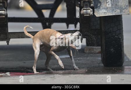 Prayagraj, Uttar Pradesh, Inde. 19 mai 2026. Prayagraj : un chien errant essaie de se rafraîchir à partir d’un robinet ouvert d’un camion-citerne par une chaude journée d’été, à Prayagraj le mardi 19 mai 2026. (Crédit image : © Prabhat Kumar Verma/ZUMA Press Wire) USAGE ÉDITORIAL SEULEMENT ! Non destiné à UN USAGE commercial ! Banque D'Images