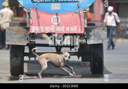 Prayagraj, Uttar Pradesh, Inde. 19 mai 2026. Prayagraj : un chien errant essaie de se rafraîchir à partir d’un robinet ouvert d’un camion-citerne par une chaude journée d’été, à Prayagraj le mardi 19 mai 2026. (Crédit image : © Prabhat Kumar Verma/ZUMA Press Wire) USAGE ÉDITORIAL SEULEMENT ! Non destiné à UN USAGE commercial ! Banque D'Images