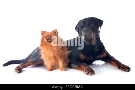 le rottweiler et le spitz sont de nouveau rouges devant un fond blanc Banque D'Images
