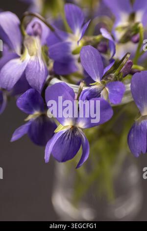 Gros plan de violettes violettes fleurissant au printemps Banque D'Images