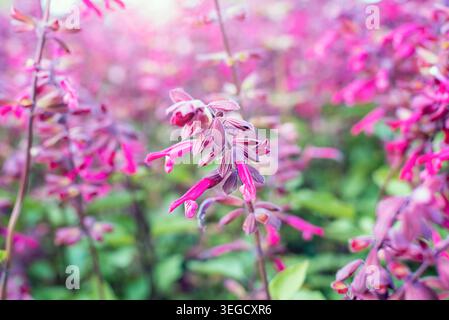 Fleurs de salvia rose fleurissant dans le jardin avec un fond bokeh doux, gros plan Banque D'Images