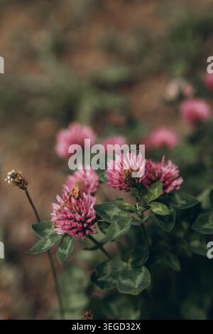 Gros plan de fleurs de trèfle rouge rose avec un petit insecte reposant sur une fleur, un fond naturel doux et une atmosphère de prairie d'été Banque D'Images