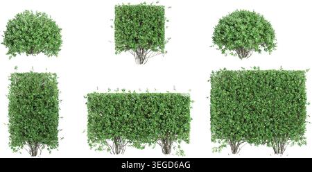 Ensemble d'arbres de jardin privet sur fond transparent, rendu 3D. Illustration de Vecteur