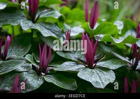 Groupe de fleurs trillium kurabayashii violettes profondes émergeant à travers le feuillage vert brillant après la pluie, créant une scène de jardin boisé au printemps. Banque D'Images