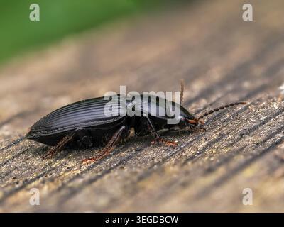 Macro-photographie en gros plan d'un coléoptère noir brillant (Carabidae) rampant sur du bois altéré, montrant des élytres détaillés, des pattes et des antennes dans une sortie Banque D'Images