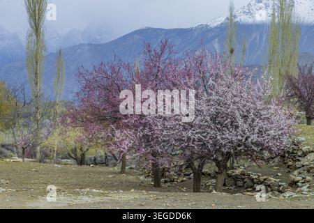 Vue d'abricotiers en fleurs avec des fleurs roses et blanches sur fond de montagnes enneigées et de grands peupliers à Gilgit-Baltistan, Pa Banque D'Images