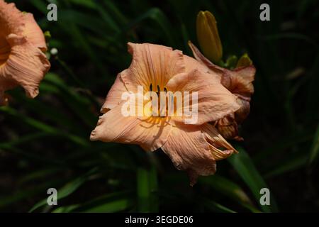 Hemerocallis 'Apricot Snow' (Daylily) Banque D'Images