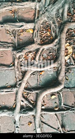 Les racines de benjamin ou de Ficus benjamina pleurent les trous sur le trottoir en vieillissant Banque D'Images