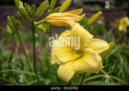 Stella Supreme Daylily Banque D'Images