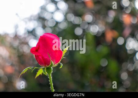 Bouton de rose rouge dans le jardin Banque D'Images