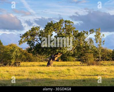 Arbre noueux mature dans une prairie illuminé par la lumière chaude du soleil en début de soirée sous les nuages spectaculaires de l'été. Banque D'Images