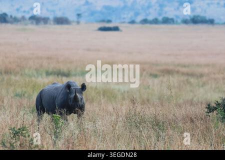 Vue d'un rhinocéros noir debout dans la grande herbe sèche de la savane à Welgevonden Game Reserve dans la municipalité du district de Waterberg, Limpopo, Sout Banque D'Images