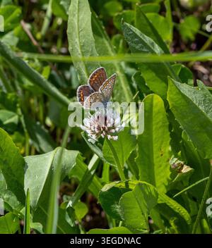 femelle polyommatus icarus sur fleur de trèfle blanc Banque D'Images