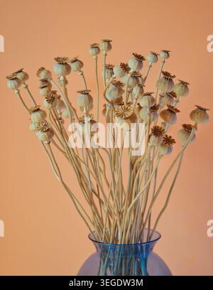 Gousses de graines de Papaver somniferum séchées dans un vase en verre bleu sur fond de pêche. Banque D'Images