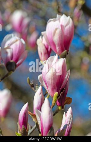 Magnolias en fleurs, Magnolia, en gros plan Banque D'Images