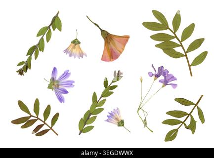 La collection Herbier présente diverses fleurs séchées pressées et des feuilles vertes isolées sur fond blanc. La composition de pose à plat est délicate Banque D'Images