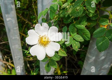 Chien Rose (Rosa canina) fleurs blanches poussant à côté d'une clôture de ligne de chemin de fer, Angleterre, Royaume-Uni Banque D'Images