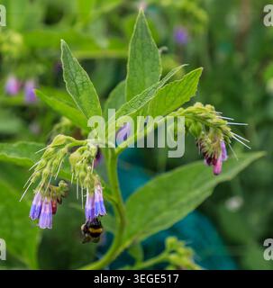 Une abeille de Bumble se nourrissant des fleurs bleues d'une plante de Comfrey, Angleterre, Royaume-Uni Banque D'Images