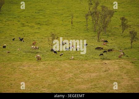Vue en angle élevé du bétail, y compris le bétail et les chevaux, pâturant librement dans un pâturage rural vert luxuriant avec des arbres dispersés Banque D'Images