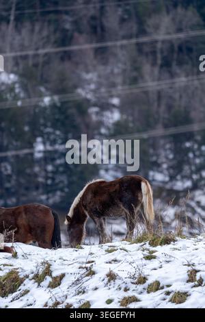 Une photo verticale de la nature et de la faune avec un cheval domestique brun qui paissait paisiblement sur une prairie de montagne verdoyante et abrupte. L'arrière-plan affiche un Banque D'Images