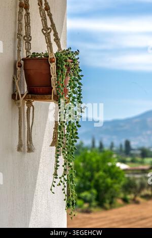 Chaîne de perles plante suspendue dans le support de macramé sur le balcon avec vue panoramique sur la montagne. Banque D'Images