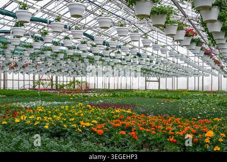 Intérieur moderne de serre avec des plantes à fleurs vibrantes et des pots suspendus disposés dans une grande pépinière commerciale Banque D'Images