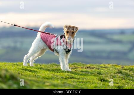 Un Fox terrier en fil de fer debout sur le côté extérieur et regardant vers la caméra Banque D'Images